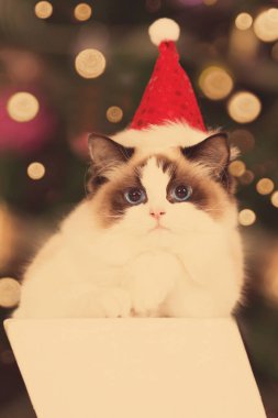 Kedi. Christmans parti, kış tatil kedi hediye kutusu ile. Yeni yıl kedi. Noel ağacı iç arka planda.