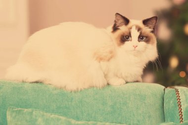 Kedi. Christmans parti, kış tatil kedi hediye kutusu ile. Yeni yıl kedi. Noel ağacı iç arka planda.