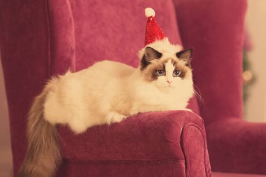 Kedi. Christmans parti, kış tatil kedi hediye kutusu ile. Yeni yıl kedi. Noel ağacı iç arka planda.