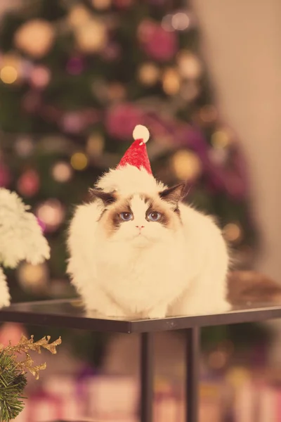 Christmans パーティー ギフト ボックスと冬休日猫 新年の猫 インテリアの背景のクリスマス ツリー — ストック写真
