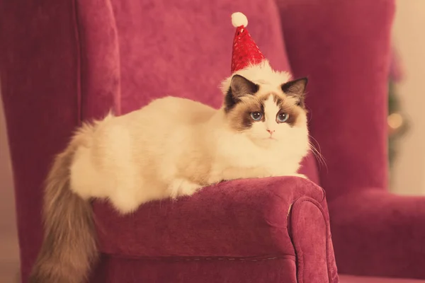 Gato Festa Natal Férias Inverno Gato Com Caixa Presente Gato — Fotografia de Stock