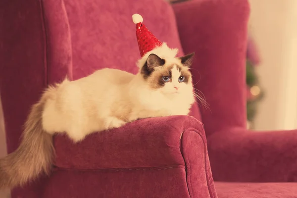 Cat. Christmans party, winter holidays cat with gift box. New year cat. christmas tree in interior background.