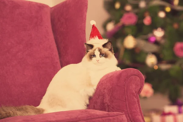 Christmans パーティー ギフト ボックスと冬休日猫 新年の猫 インテリアの背景のクリスマス ツリー — ストック写真