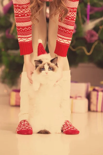 圣诞节派对 寒假猫与礼品盒 新年猫 圣诞树在内部背景 — 图库照片