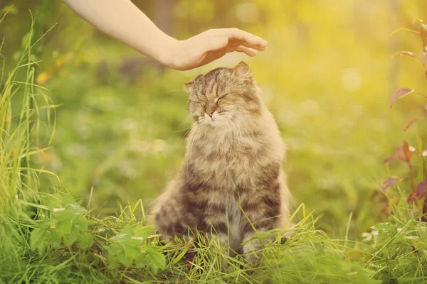 Katze Und Hand Auf Naturhintergrund Allergien Gegen Tiere Katzenfell Pflege — Stockfoto