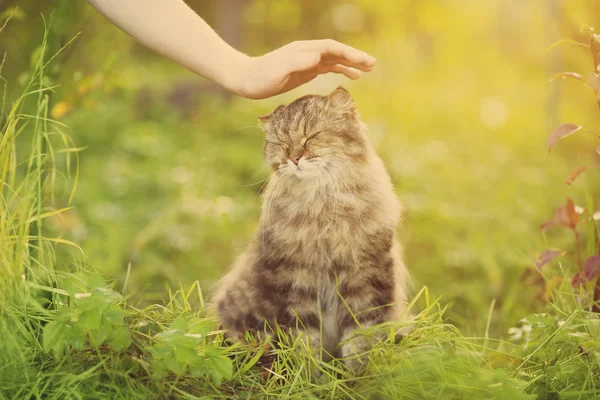 Gatto Mano Sullo Sfondo Della Natura Allergie Agli Animali Pelliccia — Foto Stock