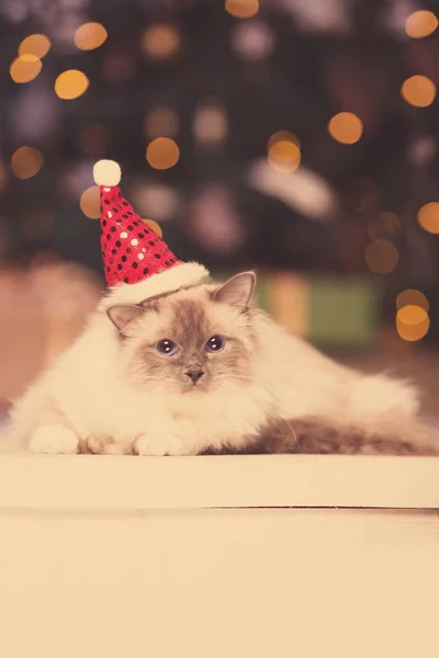 Gatto Festa Natale Gatto Delle Vacanze Invernali Con Confezione Regalo — Foto Stock