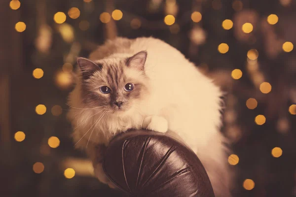 Kedi Christmans Parti Kış Tatil Kedi Hediye Kutusu Ile Yeni — Stok fotoğraf