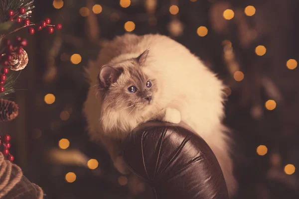 Katze Weihnachtsfeier Winterurlaub Katze Mit Geschenkbox Neujahrskatze Weihnachtsbaum Hintergrund — Stockfoto