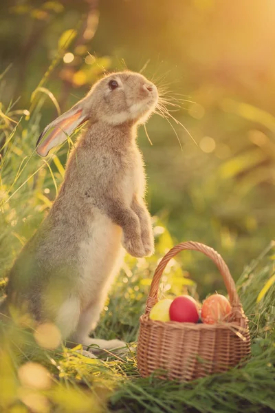 复活节兔子和一篮子鸡蛋 快乐的复活节兔子在他们的后腿卡片与花在日落 可爱的野兔 图库图片