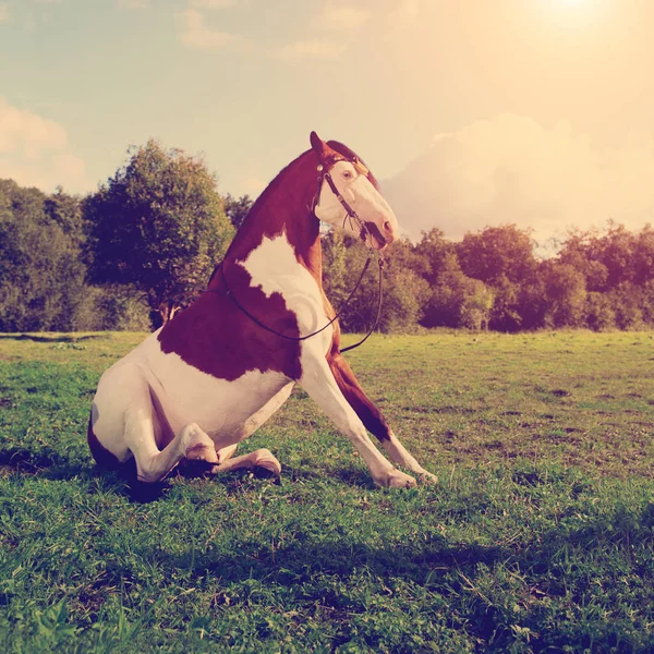 Buen Caballo Campo Está Sentado Hierba Caballo Sentado Reposo Animales —  Fotos de Stock