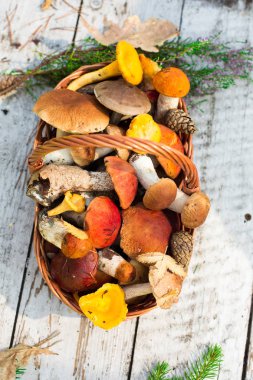 Ahşap arka plan üzerinde mantar. Kart sonbahar ya da yaz. Orman hasat. Çörek, titrek kavak, chanterelles, yaprakları, tomurcukları, çilek. Üstten görünüm