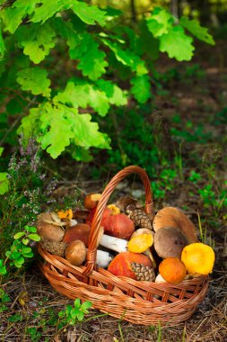 Ahşap arka plan üzerinde mantar. Kart sonbahar ya da yaz. Orman hasat. Çörek, titrek kavak, chanterelles, yaprakları, tomurcukları, çilek. Üstten görünüm