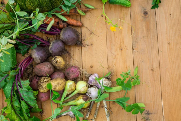 Harvest Fresh Vegetables Wooden Background Top View Potatoes Carrot Squash — Stock Photo, Image