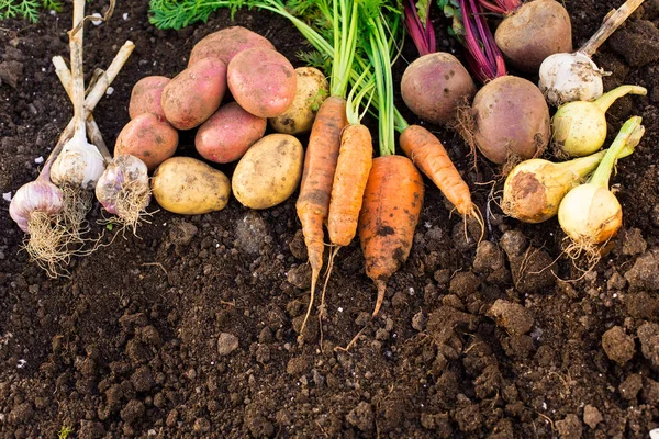 Ernte Von Frischem Gemüse Auf Dem Boden Garten Hintergrund Ansicht — Stockfoto