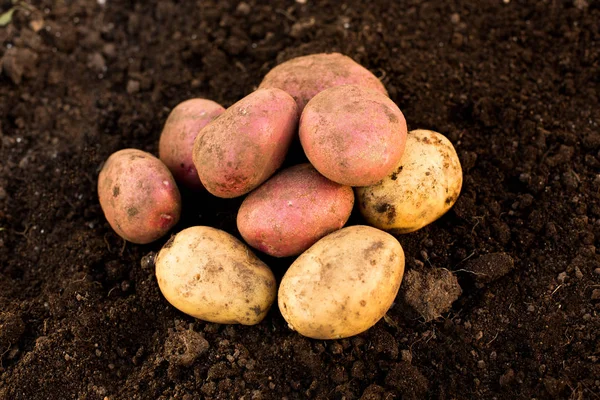 Урожай Картофеля Земле Саду — стоковое фото