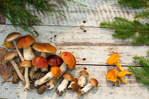 Mushrooms Wooden Background Card Autumn Summertime Forest Harvest Boletus Aspen — Stock Photo, Image