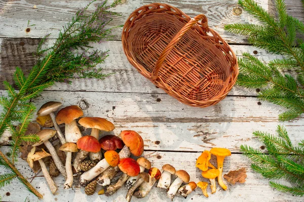 Champiñones Sobre Fondo Madera Tarjeta Otoño Verano Cosecha Forestal Boletus —  Fotos de Stock