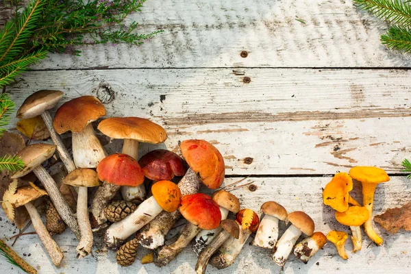 木制背景的蘑菇 在秋天或夏天的卡 森林收获 白杨树 顶视图 — 图库照片