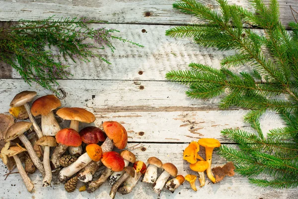 Mushrooms Wooden Background Card Autumn Summertime Forest Harvest Boletus Aspen — Stock Photo, Image