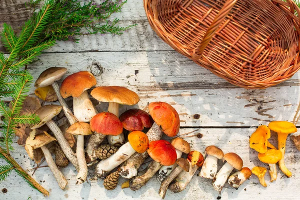 Mushrooms Wooden Background Card Autumn Summertime Forest Harvest Boletus Aspen — Stock Photo, Image