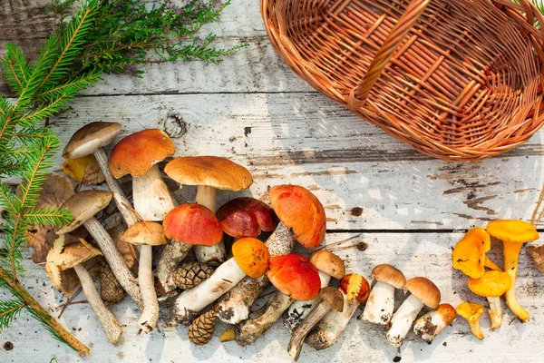 Paddestoelen Houten Achtergrond Kaart Herfst Zomer Forest Oogst Bronskleurig Aspen — Stockfoto