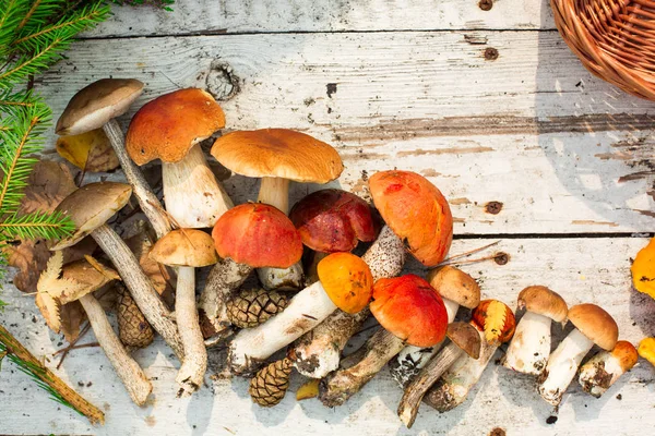 Champiñones Sobre Fondo Madera Tarjeta Otoño Verano Cosecha Forestal Boletus — Foto de Stock