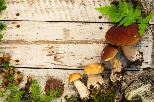 Cogumelos Fundo Madeira Cartão Outono Verão Colheita Florestal Boleto Álamo — Fotografia de Stock