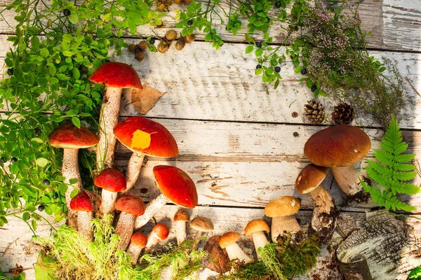 Houby Dřevěné Pozadí Karta Podzim Nebo Létě Forest Sklizeň Hřib — Stock fotografie