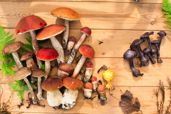 Mushrooms Wooden Background Card Autumn Summertime Forest Harvest Boletus Aspen — Stock Photo, Image