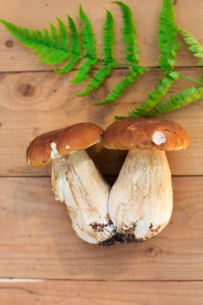 Svampar Trä Bakgrund Kort Hösten Eller Summertime Skogens Skörd Boletus — Stockfoto