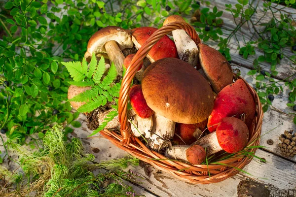 Champiñones Sobre Fondo Madera Tarjeta Otoño Verano Cosecha Forestal Boletus —  Fotos de Stock