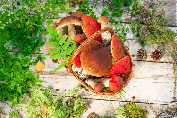 Houby Dřevěné Pozadí Karta Podzim Nebo Létě Forest Sklizeň Hřib — Stock fotografie