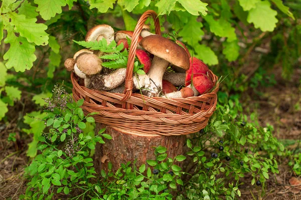 Cogumelos Fundo Madeira Cartão Outono Verão Colheita Florestal Boleto Álamo — Fotografia de Stock