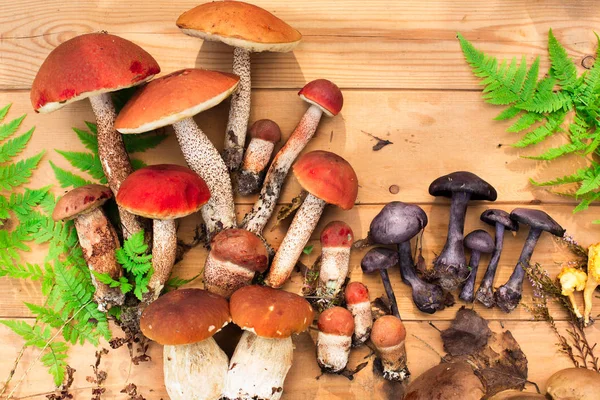 Funghi Fondo Ligneo Scheda Autunno Estate Raccolta Forestale Boleto Pioppo Immagine Stock