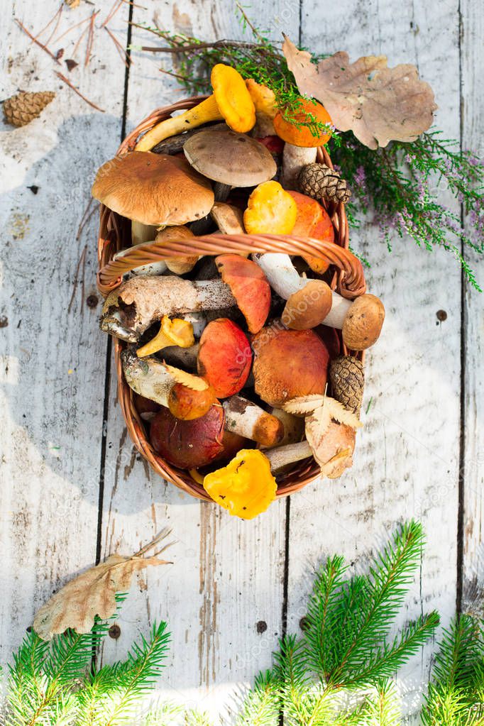 Mushrooms on wooden background. Card on autumn or summertime. Forest harvest. Boletus, aspen, chanterelles, leaves, buds, berries. Top view