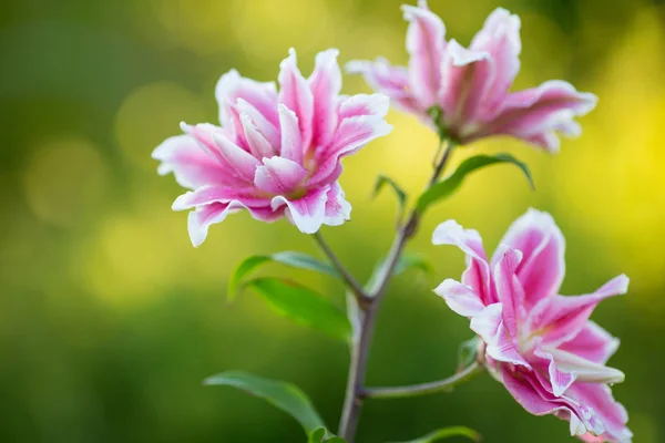 Lily Fényes Nyári Virágok Buja Kertben Tavaszi Kártya Mother Day — Stock Fotó