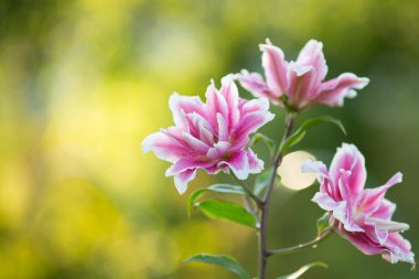 Lily. Yemyeşil bahçede parlak yaz çiçek. Anneler günü, 8 Mart Dünya Kadınlar Günü için bahar kartı.