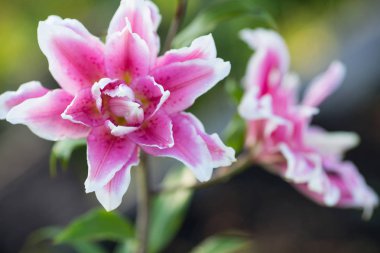 Lily. Yemyeşil bahçede parlak yaz çiçek. Anneler günü, 8 Mart Dünya Kadınlar Günü için bahar kartı.
