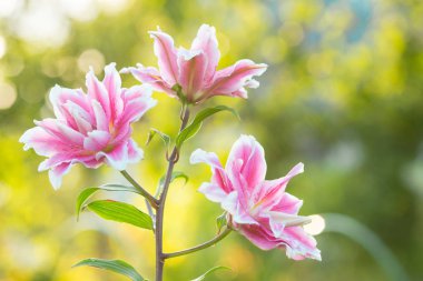 Lily. Yemyeşil bahçede parlak yaz çiçek. Anneler günü, 8 Mart Dünya Kadınlar Günü için bahar kartı.