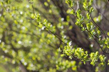 İlk bahar taze yaprakları. Çiçek peyzaj, arka plan bahar ya da yaz.