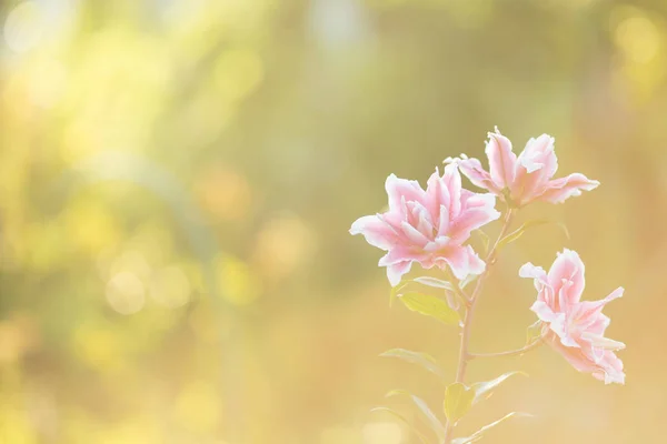 郁郁葱葱的花园中有明亮的夏季鲜花 3月8日国际妇女节母亲节春卡 — 图库照片