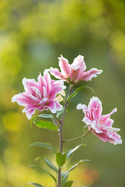 Lily Fényes Nyári Virágok Buja Kertben Tavaszi Kártya Mother Day — Stock Fotó