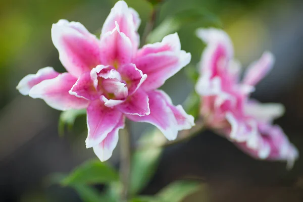 Lily Fleurs Été Lumineuses Dans Jardin Luxuriant Carte Printemps Pour — Photo