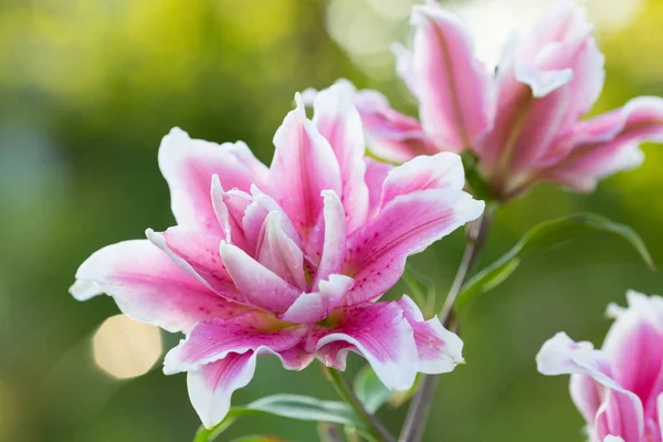 Lily Brilhantes Flores Verão Exuberante Jardim Cartão Primavera Para Dia — Fotografia de Stock