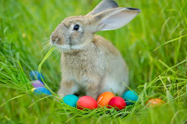 Conejo Pascua Con Una Cesta Huevos Sobre Fondo Flores Primavera —  Fotos de Stock