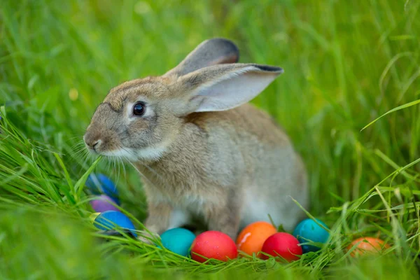 复活节兔子与一篮子鸡蛋在春天花背景 可爱的野兔户外卡 — 图库照片