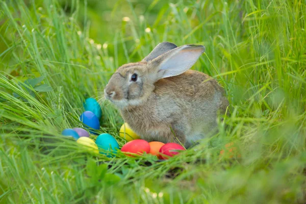 Påskharen Med Korg Med Ägg Våren Blommor Bakgrund Kort Söt — Stockfoto