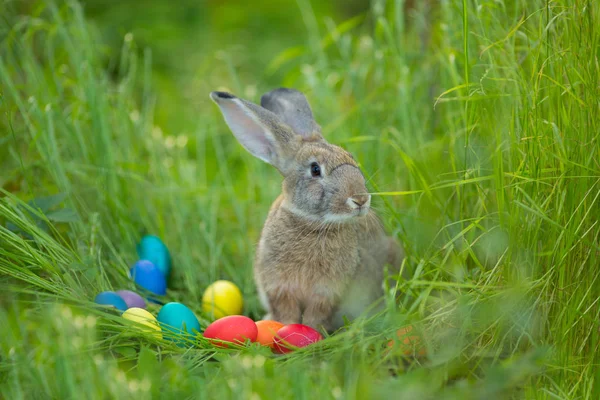 Conejo Pascua Con Una Cesta Huevos Sobre Fondo Flores Primavera —  Fotos de Stock