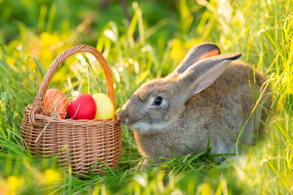 Påskharen Med Korg Med Ägg Våren Blommor Bakgrund Kort Söt — Stockfoto